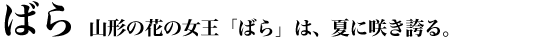 �R�`�̉Ԃ̏����u�΂�v�́A�Ăɍ炫�ւ�B