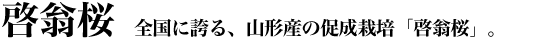 �S���Ɍւ�A�R�`�Y�̑����͔|�u�[�����v�B