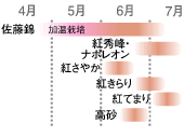 さくらんぼの主な品種と収穫時期