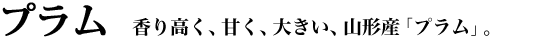 �v�����b���荂���A�Â��A�傫���A�R�`�Y�u�v�����v�B