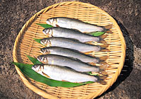 アユ