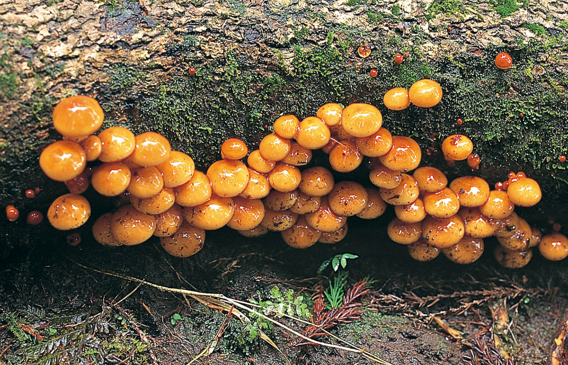 原木なめこ 菌茸類 山形のうまいもの おいしい山形ホームページ