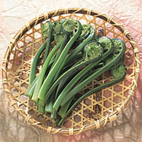 青こごみ