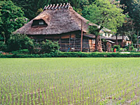 昔ながらの情緒が残る田んぼの風景。一本一本の苗に豊作の願いを込めて。夕暮れにもなると、あたり一面カエルの大合唱に包まれる。