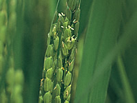 8月、穂を出して5～7日ほどで稲の花が咲く。白く見えるのは顔を出したおしべ。
