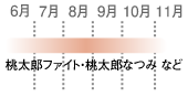 トマト収穫時期