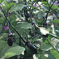 なすは一代雑種が最も早く実用化された野菜。日本では大正末期頃すでに、品種として確立された種子が配布されていた。一方で各地に独特の在来品種がある。