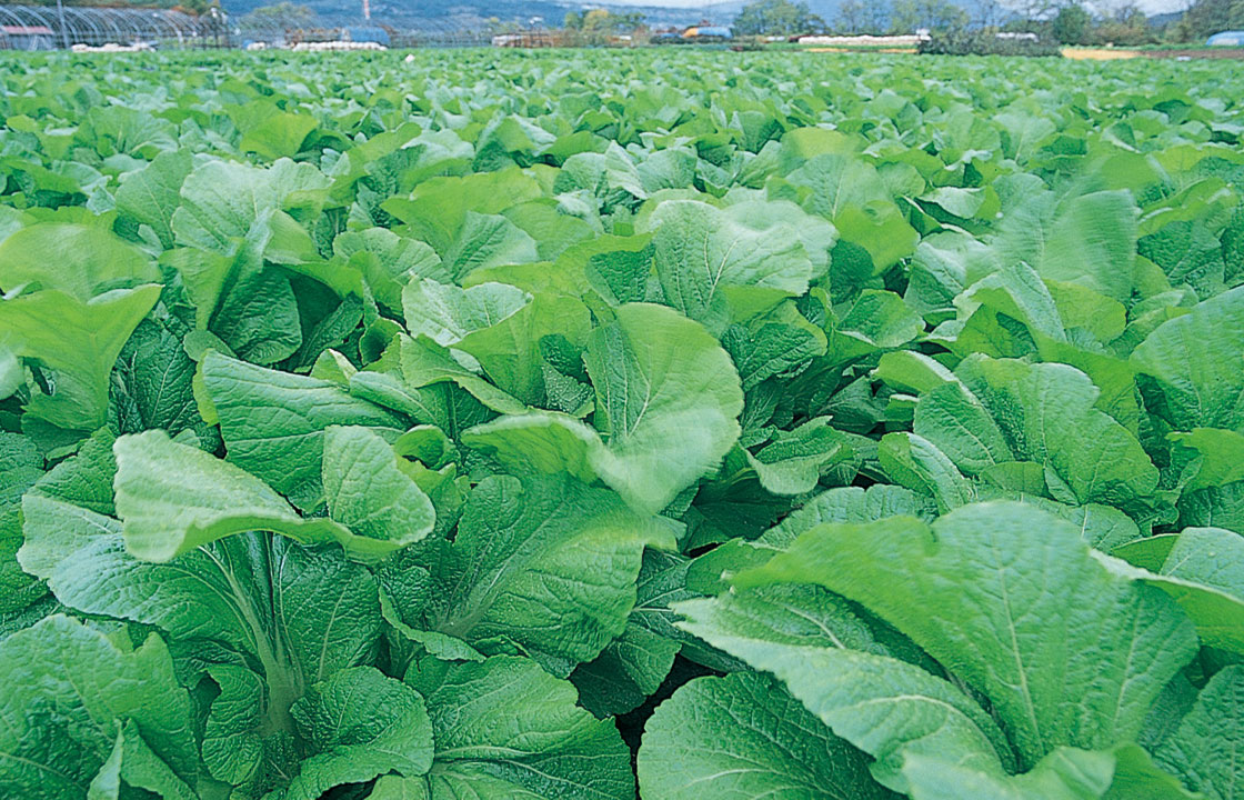 山形青菜 せいさい 伝統野菜 山形のうまいもの おいしい山形ホームページ