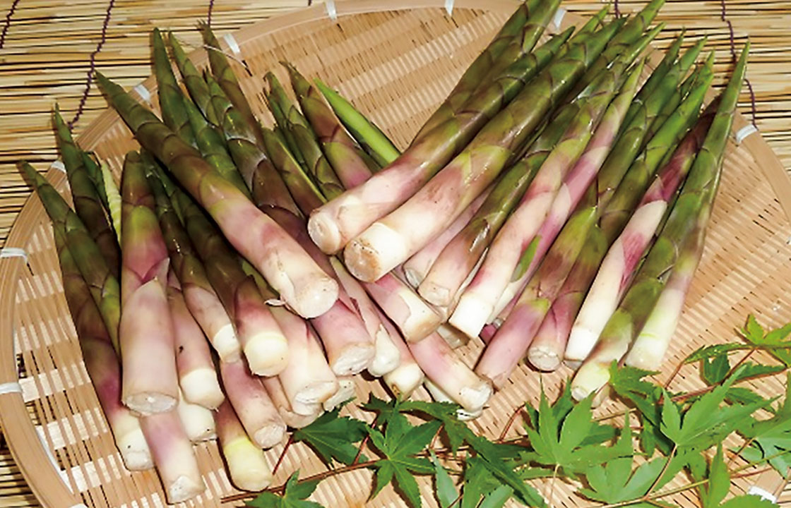 タケノコ 山菜類 山形のうまいもの おいしい山形ホームページ