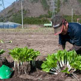 おいしい山形ホームページ 山形んまいもの探しの旅 ペロリンが行く