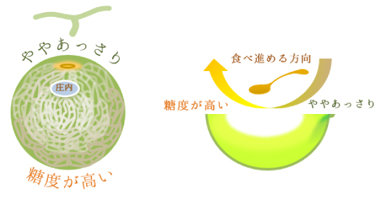 夏のおいしいメロンの食べ方
