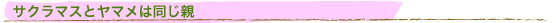 TN}Xƃ}͓e