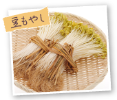 豆もやし